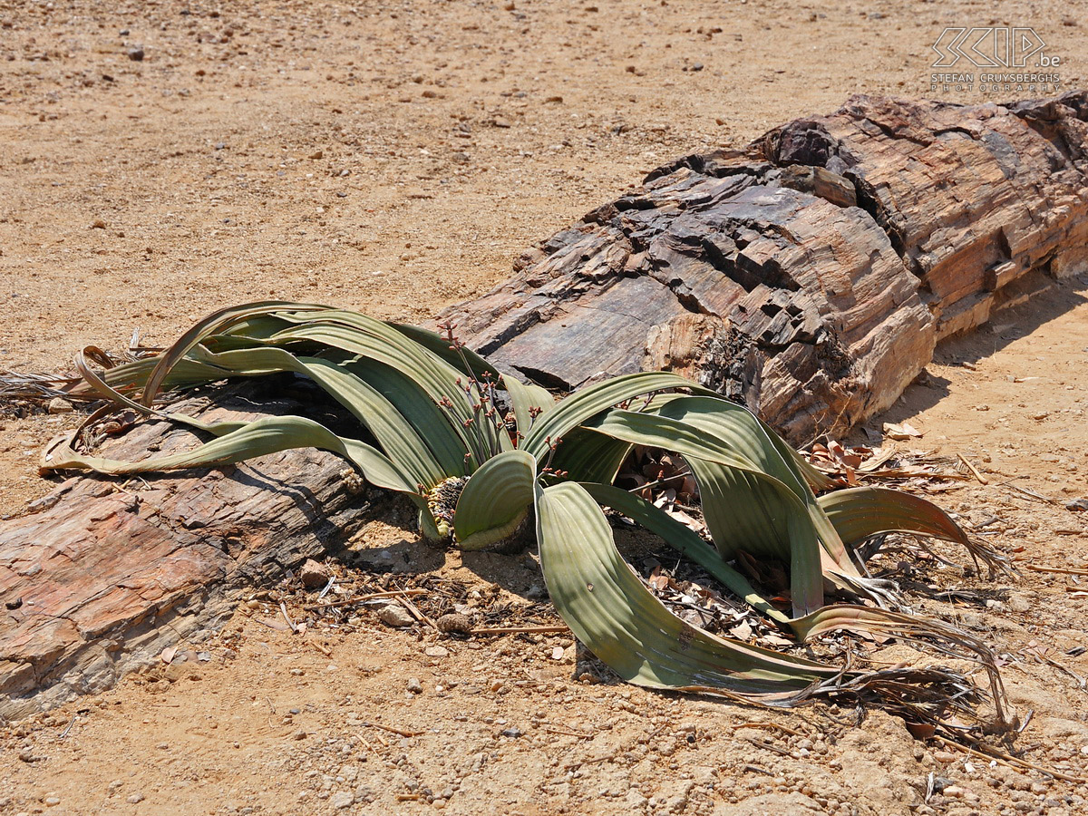 Versteende woud - Welwitschia In het hart van Damaraland kan je het versteende woud vinden met versteende bomen die geschat worden 250 miljoen jaar oud te zijn. In dit gebied groeit ook de Welwitschia plant die zeer weinig water nodig heeft en tot 600 jaar oud kan worden. Stefan Cruysberghs